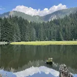 Pine Forest شقة فندقية