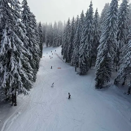Pine Forest 4* Pamporovo